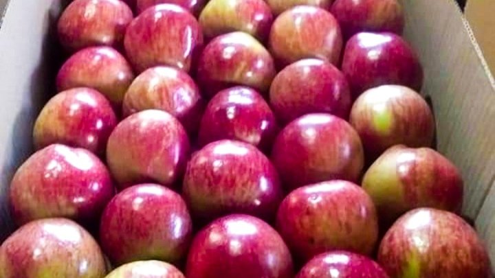 सेब के दाम में लगातार गिरावट,  किन्नौर के बागवान चिंतित