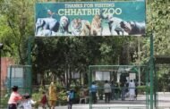 अक्तूबर में खुलेगा छतबीड़ जू, शेर सफारी की ऐसे होगी बुकिंग, खाने-पीने का सामान मिलेगा आनॅलाइन
