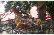 शिमला शहर में बंदरों से निजात दिलाने के लिए वन विभाग ने जारी किया हेल्पलाइन नंबर