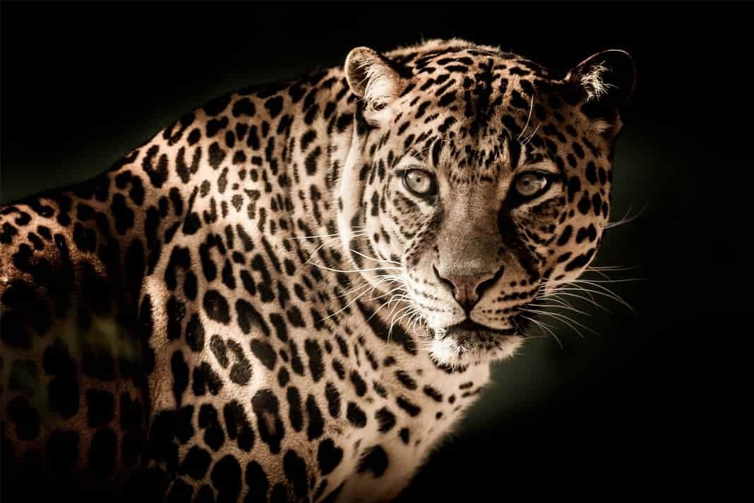 डेढ़ साल के बच्चे को उठा ले गया तेंदुआ, बच्चे का शव बरामद