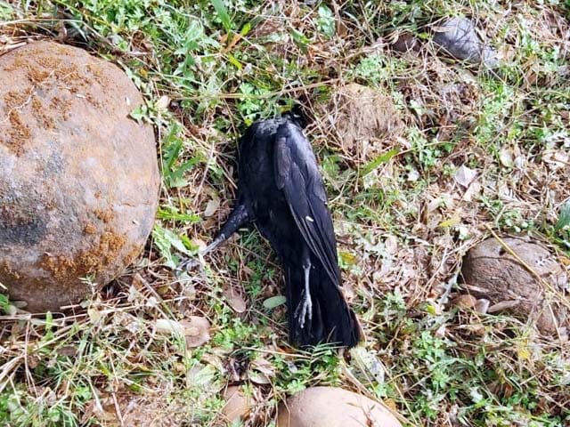 बर्ड फ्लू: कोलडैम के पास मृत पाए गए दर्जनों कौवे