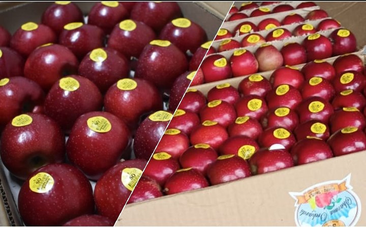 सेब की बेहतर किस्में दिलाएंगी बढ़िया दाम, रूट स्टॉक है बागवानी का भविष्य: मोहित शर्मा