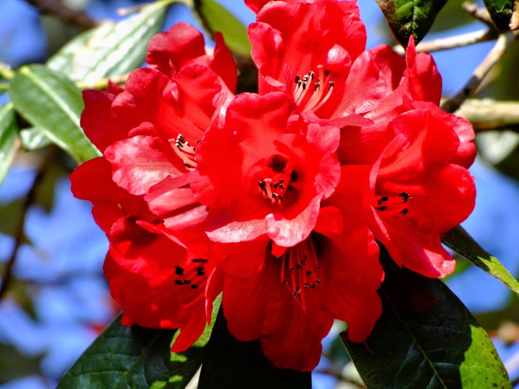 पहाड़ों पर पाए जाने वाला पौधा 'बुरांश' दे सकता है कोरोना को मात, IIT के शोध में खुलासा