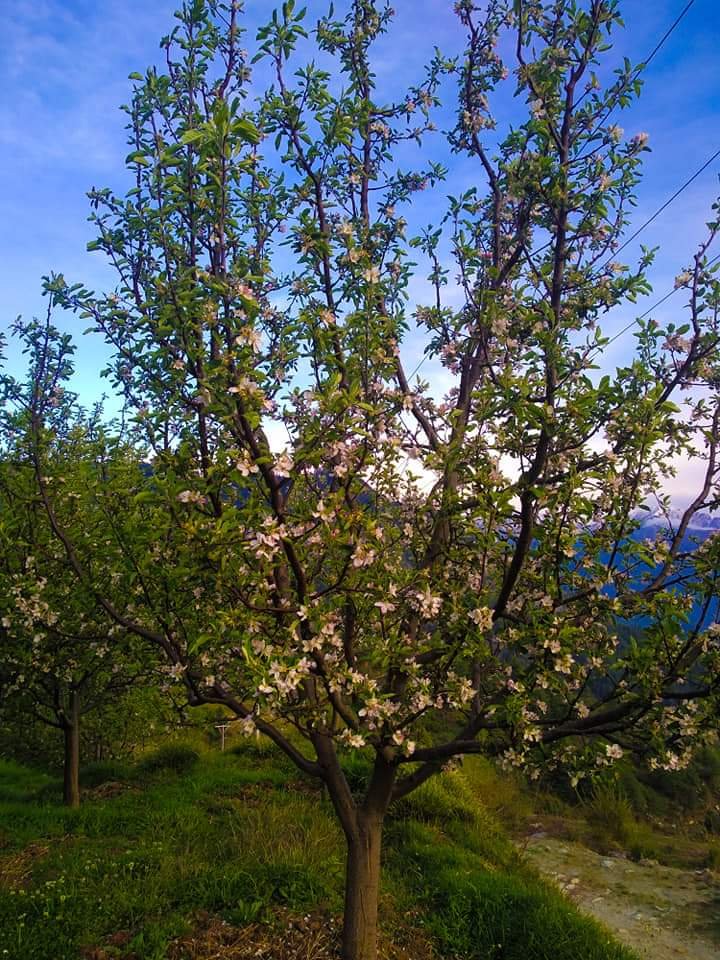 असामान्य गर्मी बनी सेब के लिए संकट, बागवानों की बढ़ी चिंता