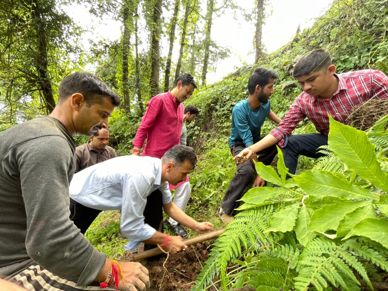 बलदेयां में उमंग फाउंडेशन  ने रोपे देवदार के पौधे ।