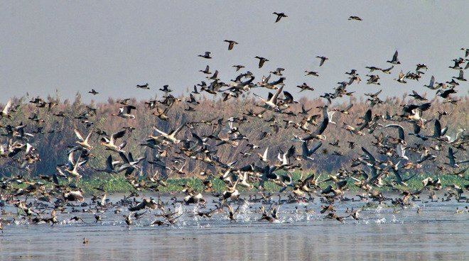 पंजाब: गुरदासपुर के केशोपुर छंब में 18 हजार से ज़्यादा प्रवासी पंक्षियों ने दी दस्तक, पर्यटकों का लगा जमावड़ा