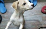 गुस्से में आकर नौकर ने पालतू कुत्ते को उतारा मौत के घाट, मालिक ने नौकर पर करवाया केस दर्ज