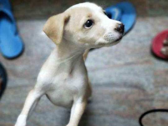गुस्से में आकर नौकर ने पालतू कुत्ते को उतारा मौत के घाट, मालिक ने नौकर पर करवाया केस दर्ज