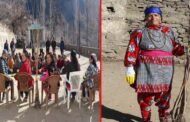 पांगी में ठांगी के 500 पौधे किए रोपित,महिलाओं ने शुरू की अनूठी पहल