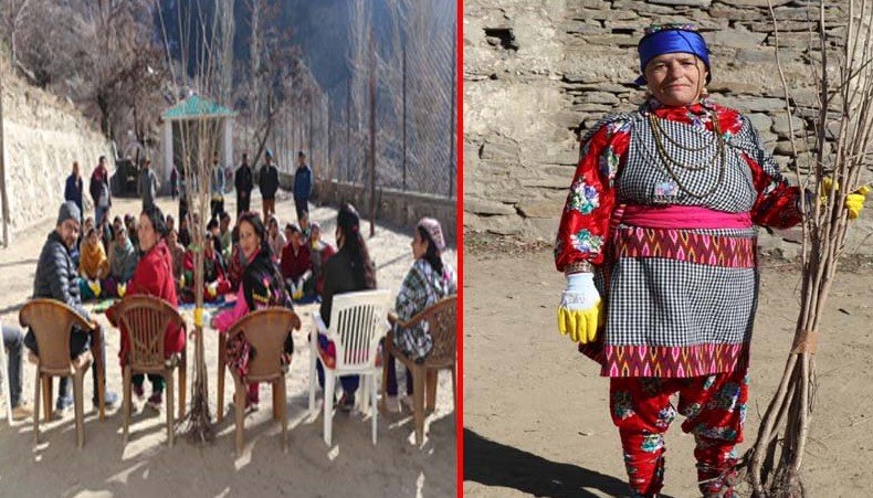 पांगी में ठांगी के 500 पौधे किए रोपित,महिलाओं ने शुरू की अनूठी पहल